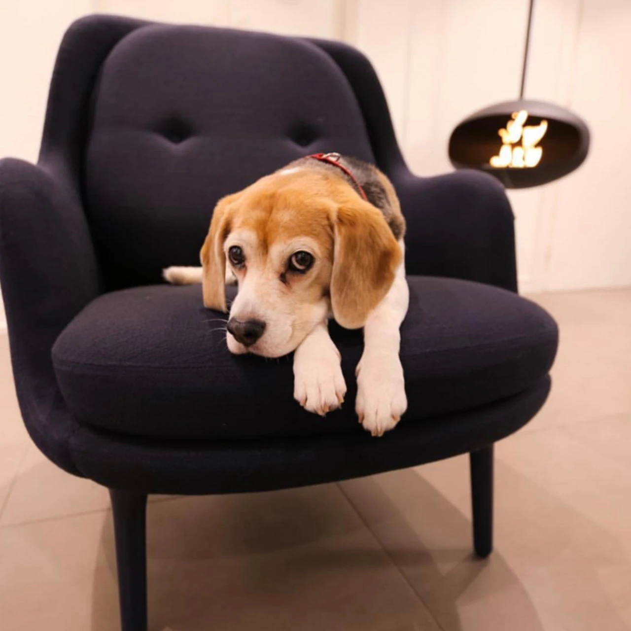 Cocoon Fires AERIS Ethanolkamin Deckenmontage Schwarz – Bild 12